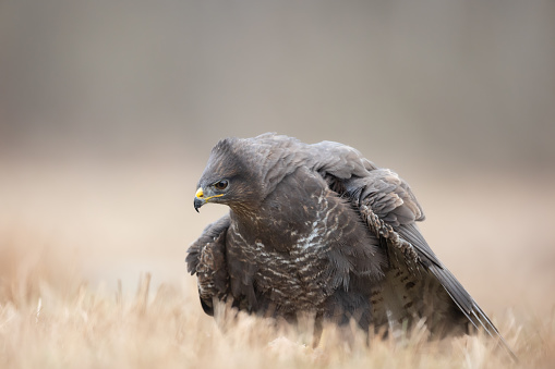 Birds of prey - Common buzzard Buteo buteo landing on meadow, hunting time, wildlife Poland Europe