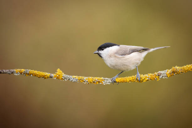 istock Bird - Marsh Tit perched on tree, winter in wildlife Poland Europe 1834965943