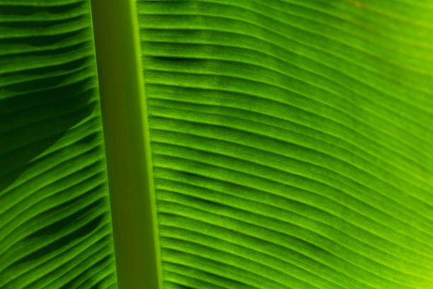 textured leaves green banana background. Banana leaves zoom in close. sunlight through the leaves