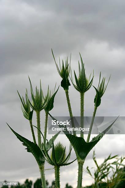 Thorn Stock Photo - Download Image Now - Agricultural Field, Beauty In Nature, Blossom