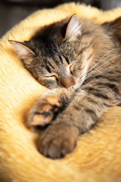 shaggy cat lies stretched out on the bed. a white cat with red spots lies on the bed in a funny pose. High quality photo