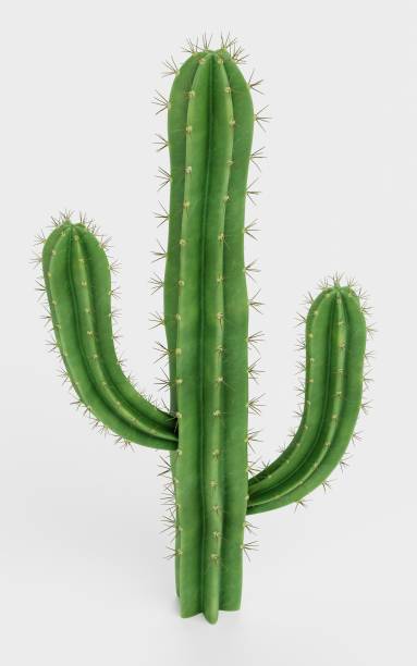 istock Realistic 3D Render of Saguaro Cactus 1834979801