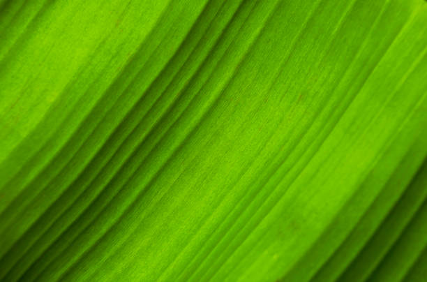 istock textured leaves green banana background 1834980922