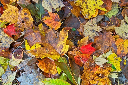 Autumn Leaves on the Ground