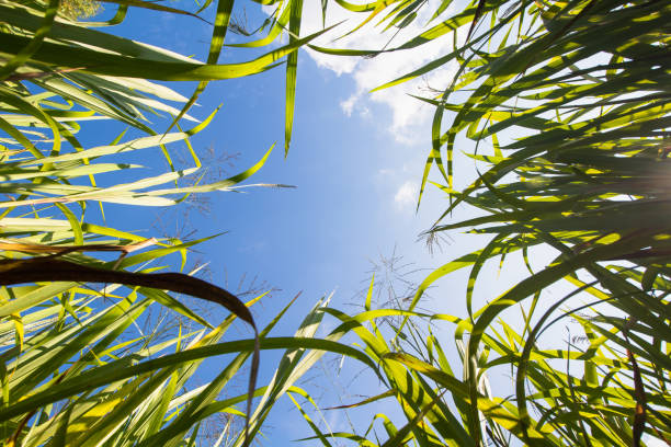 istock Bottom view of the grass low wide angle background 1835004677
