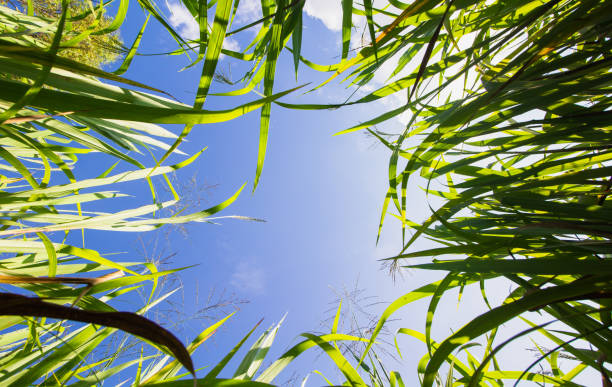istock Bottom view of the grass low wide angle background perspective view 1835005226