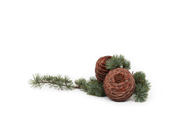 istock composition of cedar branches and pine cones on a white background 1835010130