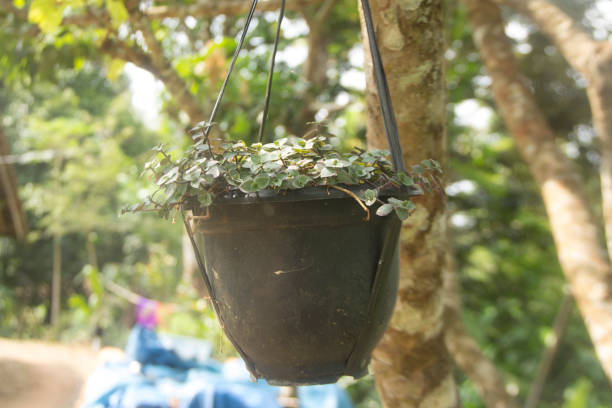 istock ceropegia woodii at pot 1835010190