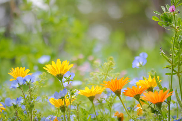 istock [Aichi Prefecture] Marigold of Bluenet 1835013374