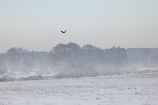 Flying Crow on frosty meadow in the winter morning.