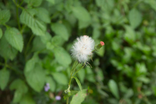 white dandelion flower at garden