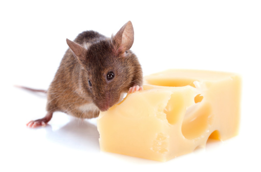 mouse and cheese in front of white background