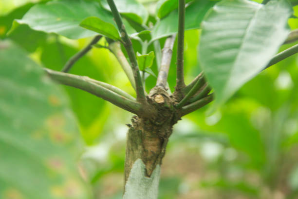 istock closeup of green castor tree 1835021123