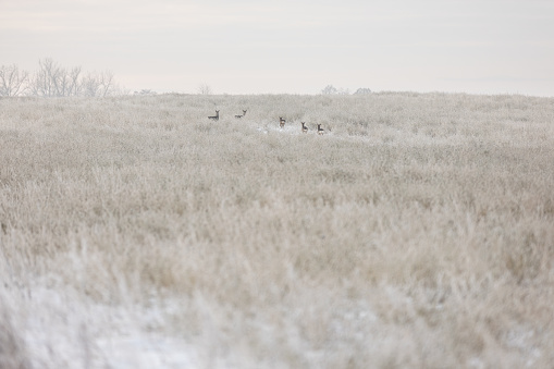 Roe deer on frosty meadow in the winter morning.