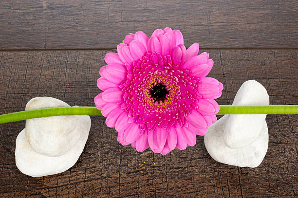 Pink Gerberas on stem and rocks