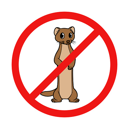 No Mongoose Sign on White Background