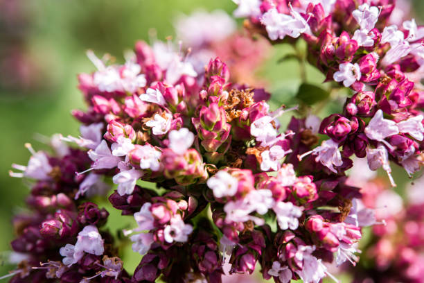 de cerca flor de mejoranav (origanum vulgare) - herb garden healthy eating freshness marjoram fotografías e imágenes de stock