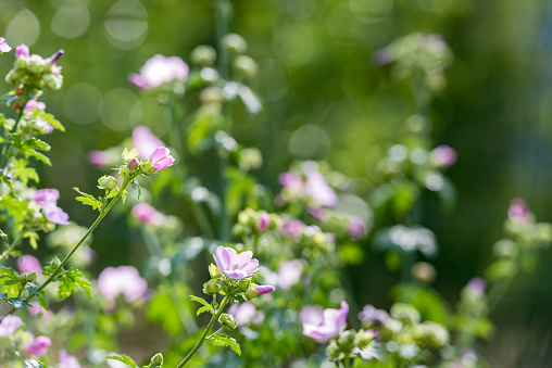 Common Mallow Growing in Summer Meadow