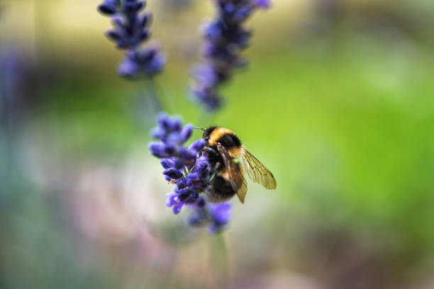 Bee on Lavender Flower in Summer Garden