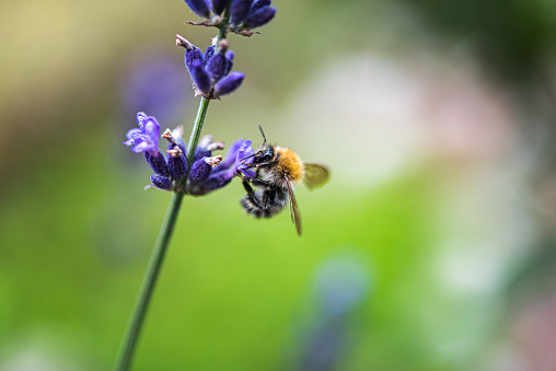 Bee on Lavender Flower in Summer Garden