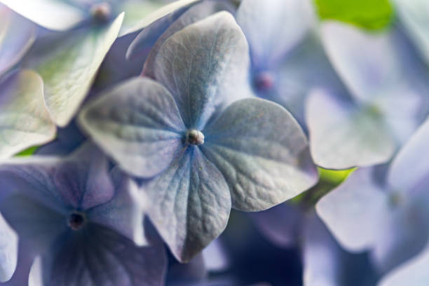 Close Up Blue Hydrangea Macrophylla Flowers