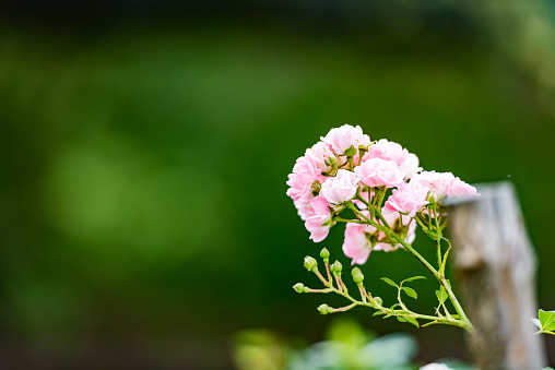 Pelargonium graveolens plant with pink flowers, \