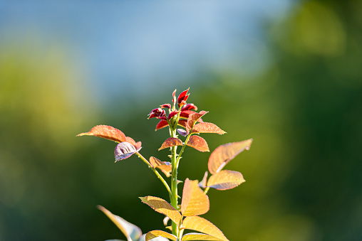 New Life in Summer Garden