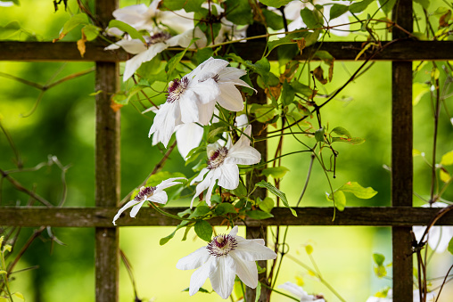 White Clematis Flower