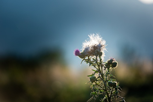 The Beauty of Field Thistle in the European Alps at Summer