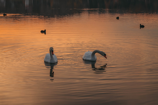 Seascape with seagulls at sunset.