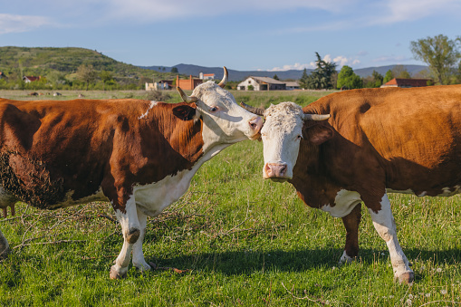 Cow isolated on white, black and white looking friendly, pink nose, happy tail