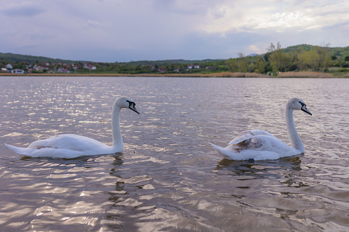 Two beautiful white swans swimming in a lake on a cloudy day.