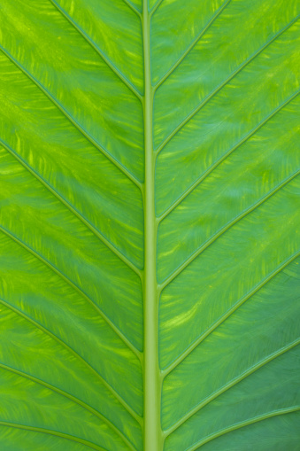 Green leaf texture of a plant close up