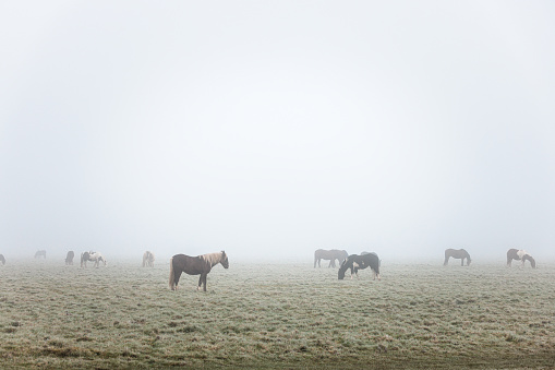 Horses on meadow, Foggy winter morning, England, daytime