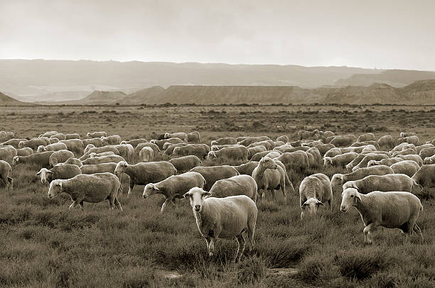 istock Sheep grazing at Bardenas desert 183504897