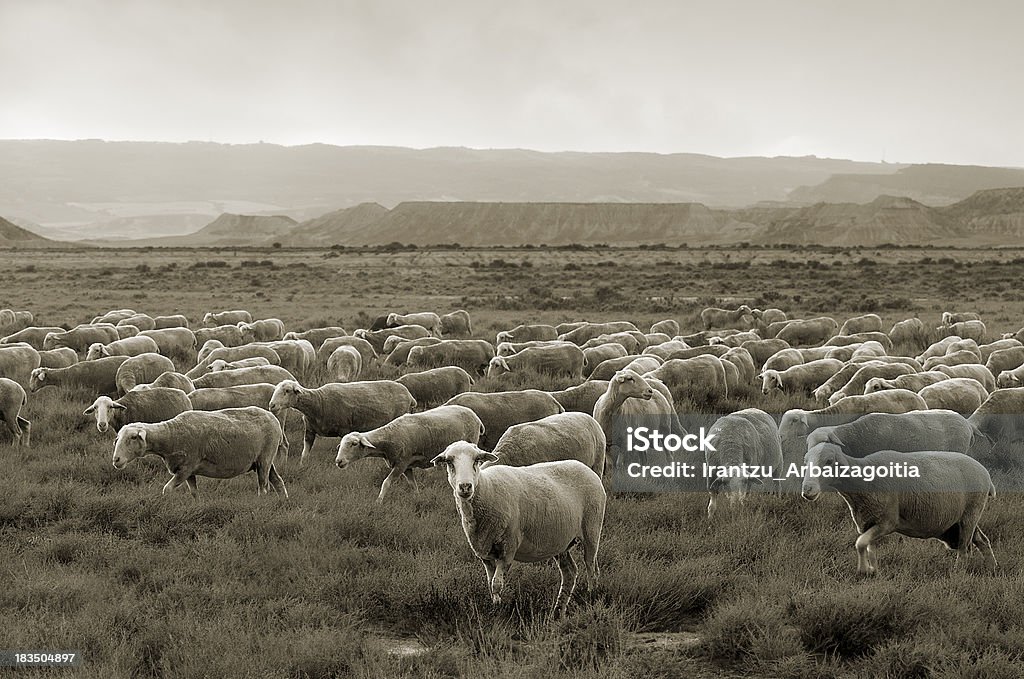 Ovelhas grazing at Bardenas deserto - Foto de stock de Agricultura royalty-free