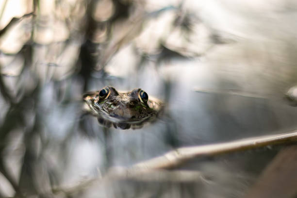 istock Frog's head above water. Beautiful portrait. 1835052720
