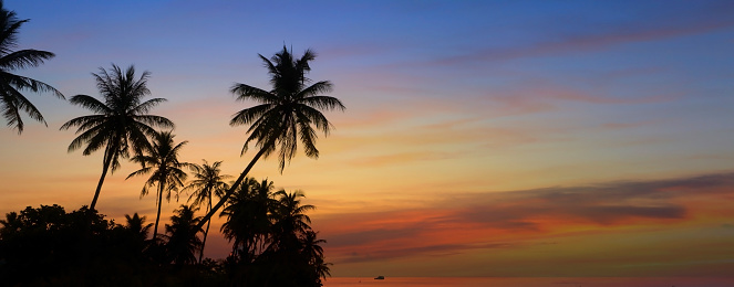 Close up coconut palm tree leaves and flying birds over sunny orange color sunset sky with sunbeam in Florida, USA