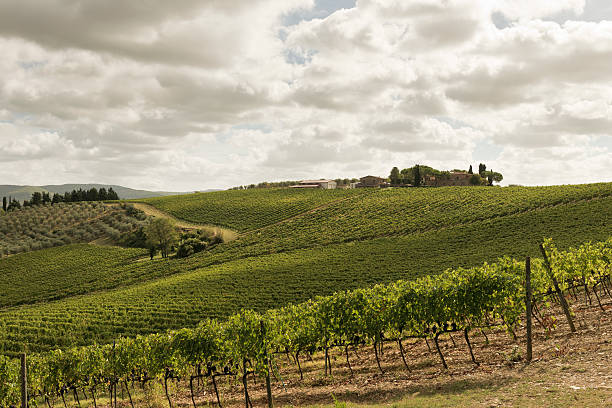 istock Vineyards in Tuscany 183505795