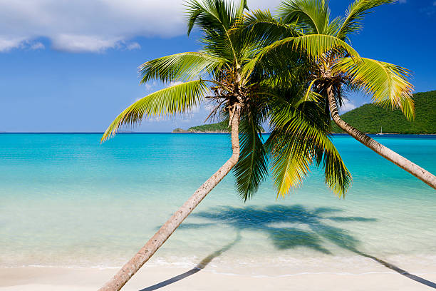 istock palm trees at Maho Bay, St.John, US Virgin Islands 183505882