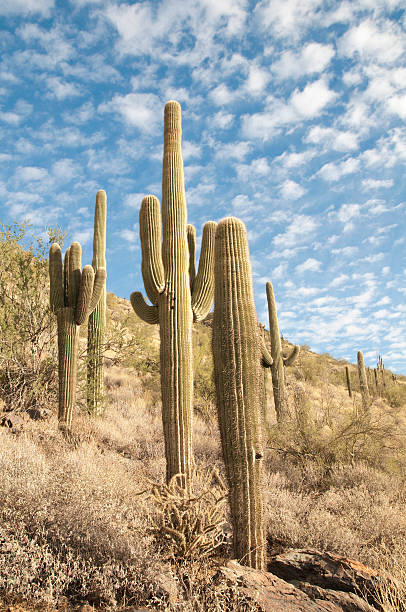 istock Group of Saguaros 183506096