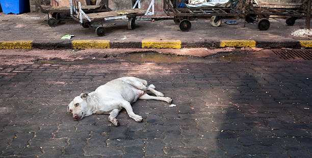 istock Street dog in Mumbai 183506229