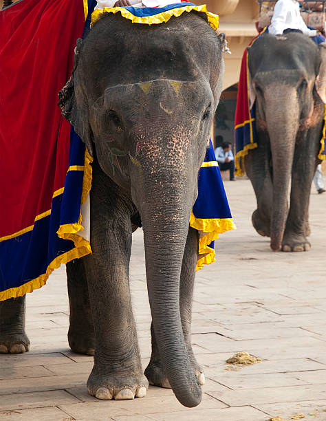 istock Indian Elephants at Amber Fort, Jaipur 183506350