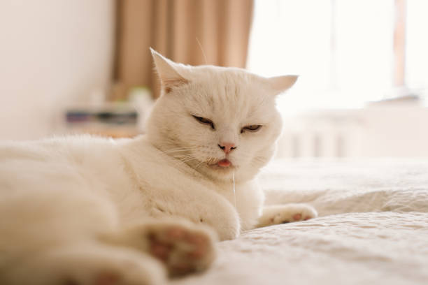 istock A sick Scottish cat is lying on the sofa. 1835063803