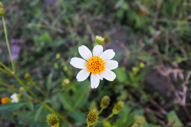 Nestled delicately among a verdant sea of grass, a solitary Bidens Alba flower stands as a testament to nature's understated elegance. The striking contrast between the purity of its white petals and the vibrant yellow at its core seems to echo the serene harmony of the natural world. As a professional stock photographer for Getty Images, this image captures the essence of spring's gentle awakening. The light, seemingly infused into the petals, gives the flower an ethereal glow, while the surrounding blades of grass, bowing slightly as if in reverence to the beauty among them, carry droplets of morning dew that reflect the world in miniature. This photograph doesn't just portray the floral grace of the Bidens Alba; it invites the viewer into a moment of peaceful contemplation, a pause in the day to appreciate the simple, quiet majesty that nature provides