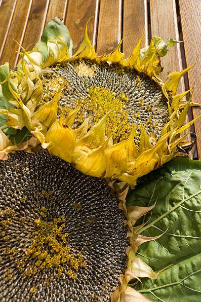 Dried Sunflower (Helianthus annuus) Dried Sunflower (Helianthus annuus) vermehrung stock pictures, royalty-free photos & images
