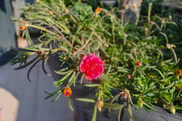 istock Urban Oasis: Pink Portulaca Grandiflora in Bloom 1835075881