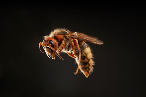 Isolated on a dark background, the European Hornet is often mistaken for the Asian Giant Hornet, or 