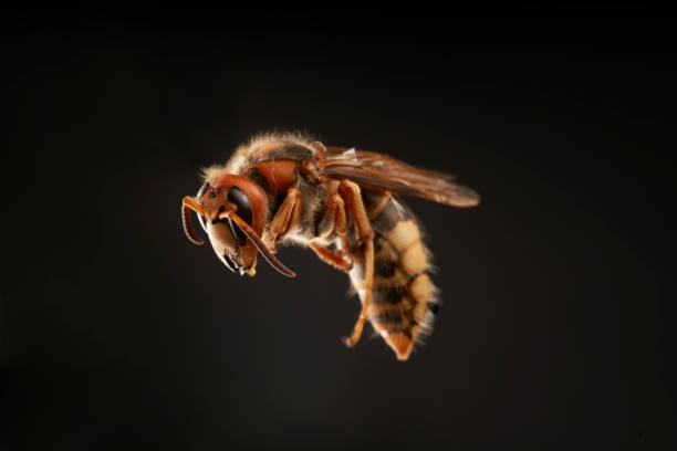 European Hornet on Dark Background stock photo