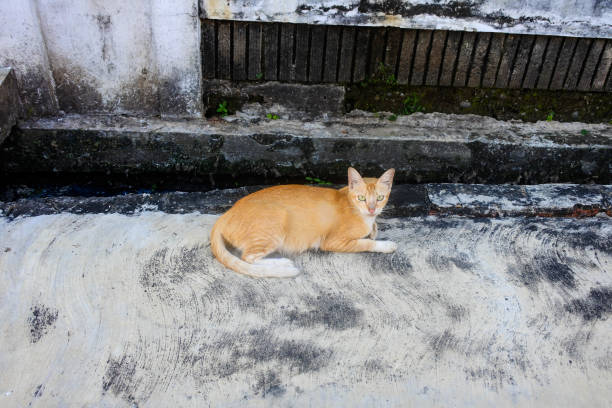 istock Citadel of Solitude: The Urban Feline Monarch 1835081835
